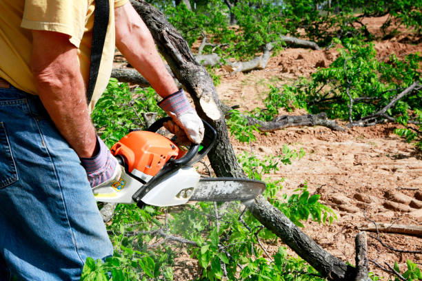  , MI Tree Care Services Pros